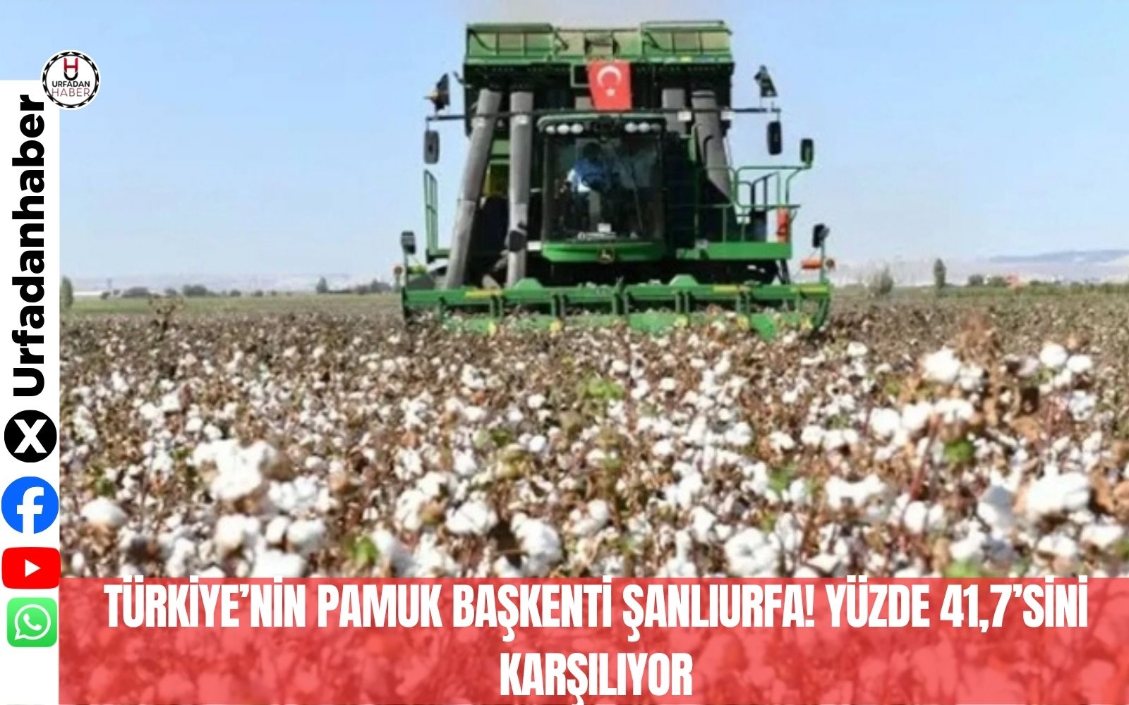 Türkiye’nin pamuk başkenti Şanlıurfa! Yüzde 41,7’sini karşılıyor
