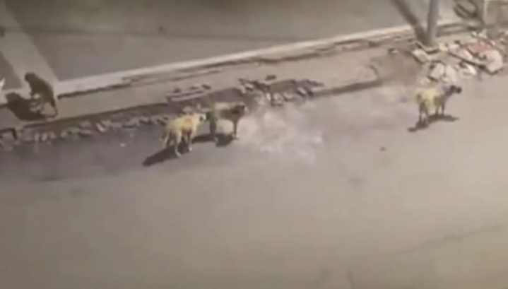 Vatandaş talep etti! Şanlıurfa Valisi Şıldak hemen harekete geçti!