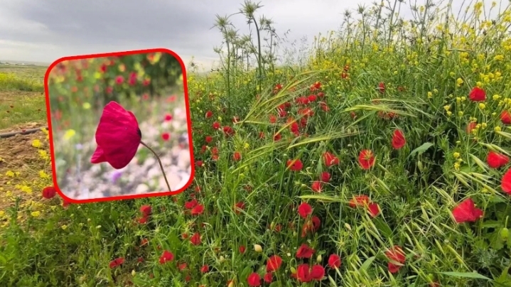 Harran Ovası’nda olanlar herkesi şaşırttı! Gören telefonuna sarılıyor