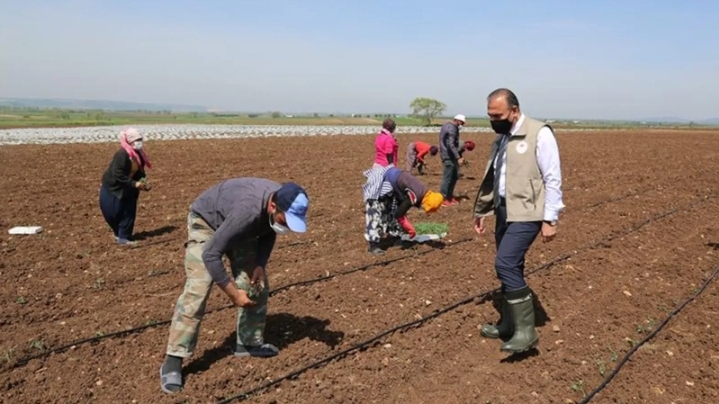 Şanlıurfa’da tarım işçilerinin yevmileri belli oldu! İşte açıklanan miktar!