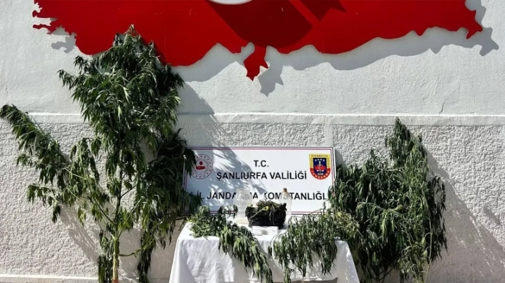 Şanlıurfa’da kenevir operasyonu: 1 şüpheli hakkında işlem başlatıldı