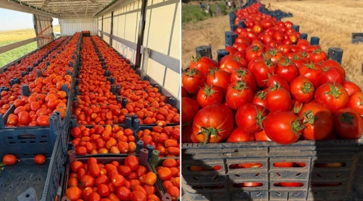 Harran Ovası’nın bereketi Türkiye’nin sofralarına ulaşıyor