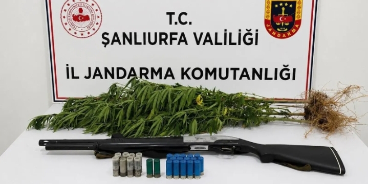 Şanlıurfa’da operasyon: Kenevir ve ruhsatsız av tüfeği ele geçirildi