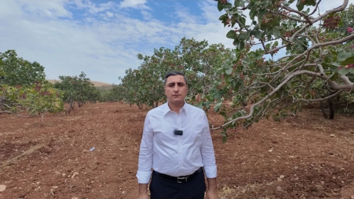 Urfa'daki fıstık üreticileri için kritik çağrı!