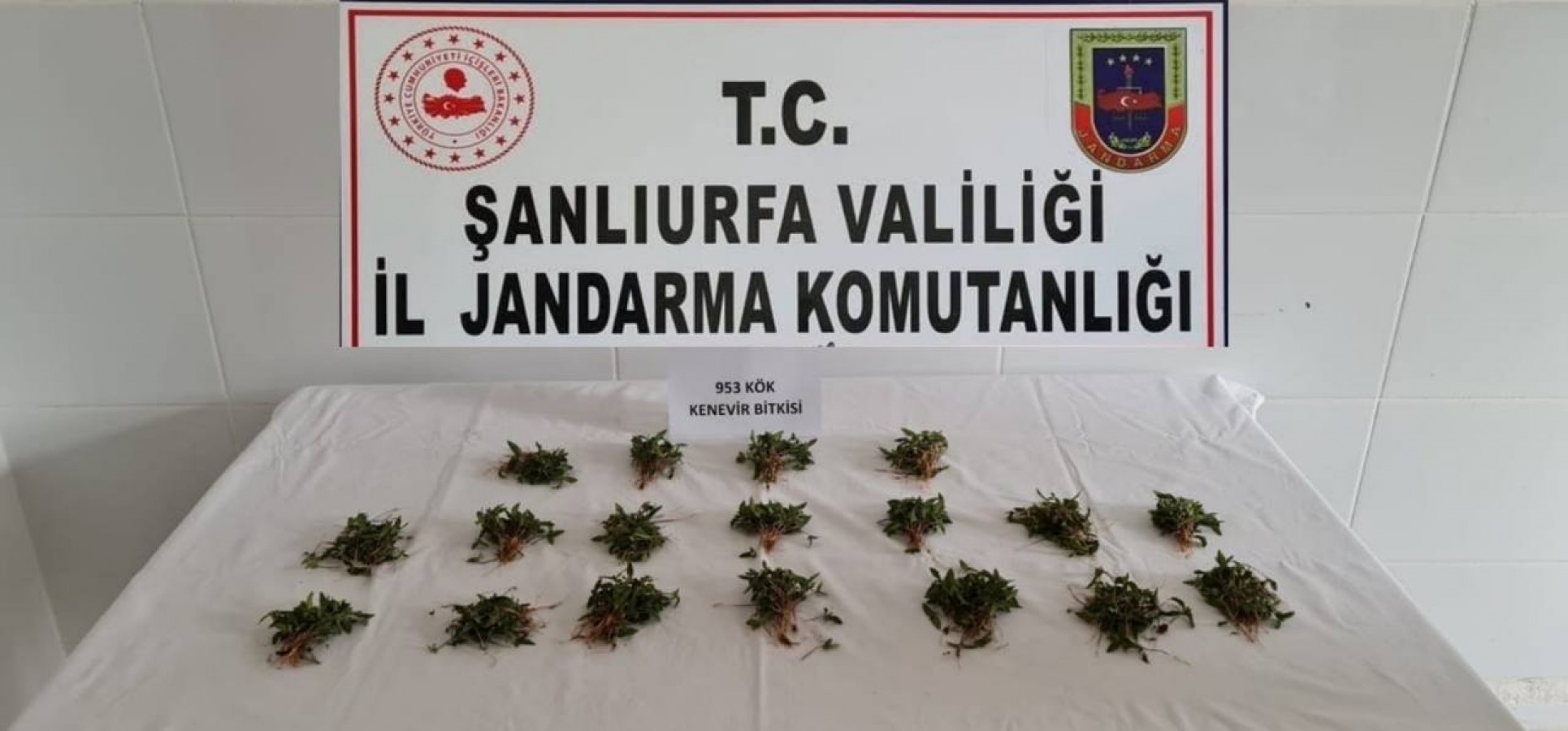 Arpa tarlasına kenevir eken şahıs gözaltında