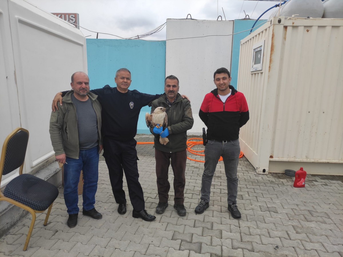 Polislerin bulduğu yaralı kartal tedavi altına alındı