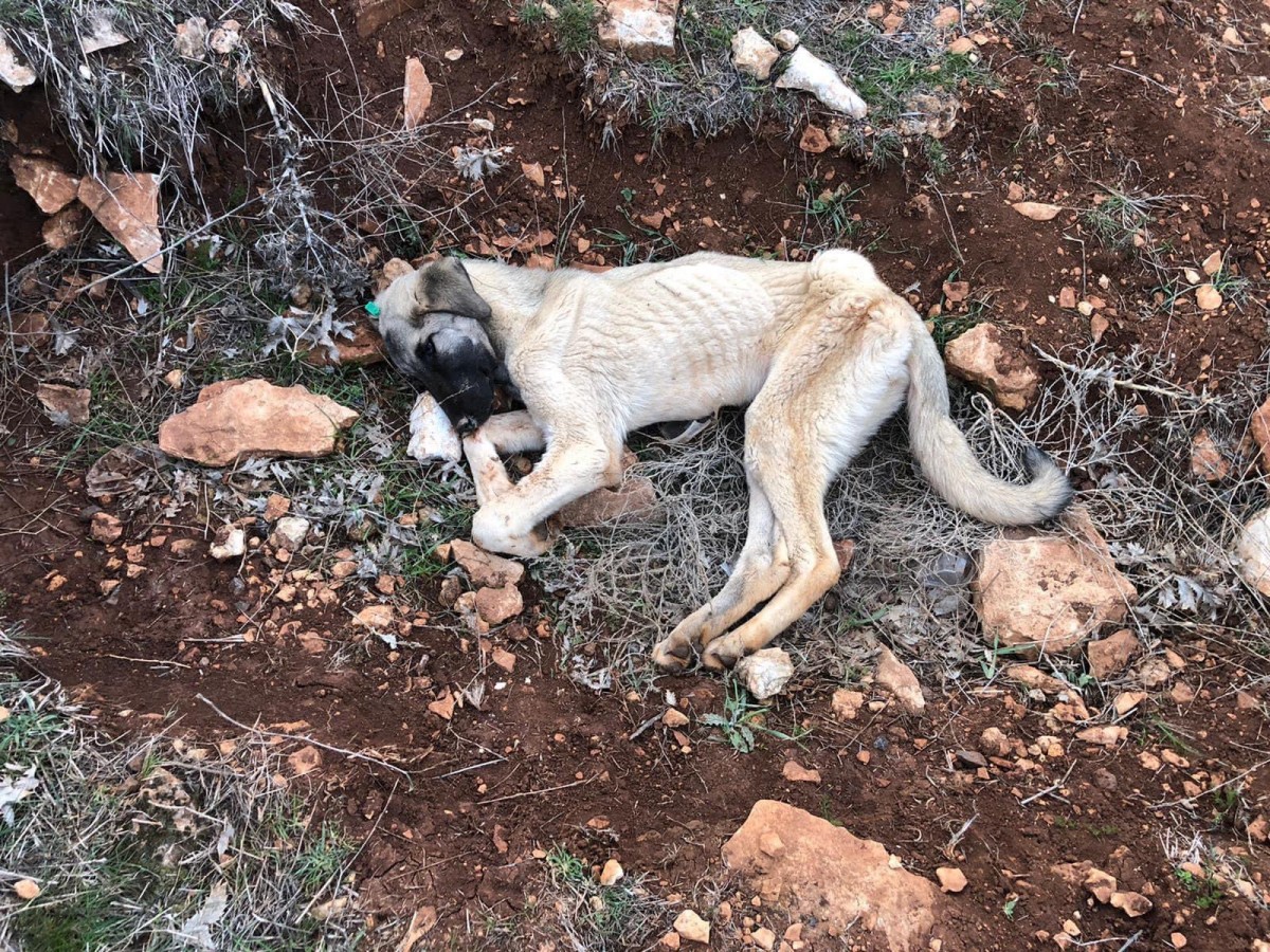 Şok iddia köpekler zehirlendiler mi?