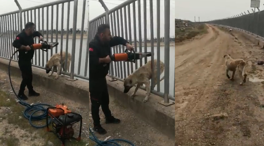 Urfa’da köpek kurtarma operasyonu!