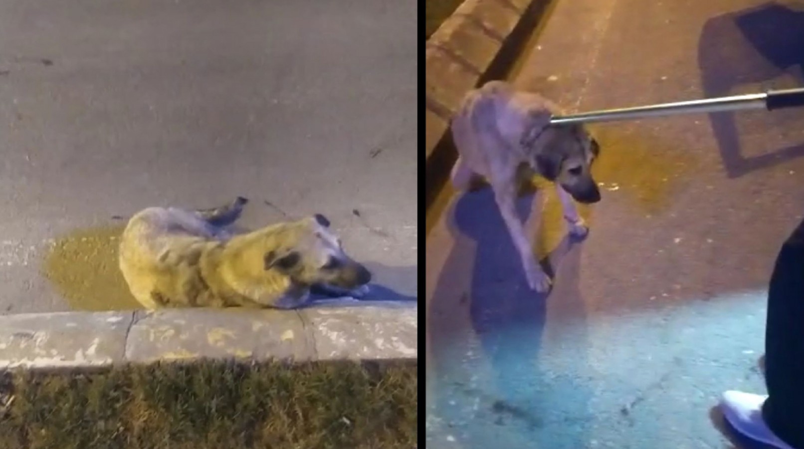 Vicdansız sürücü köpeğe çarptı kaçtı!