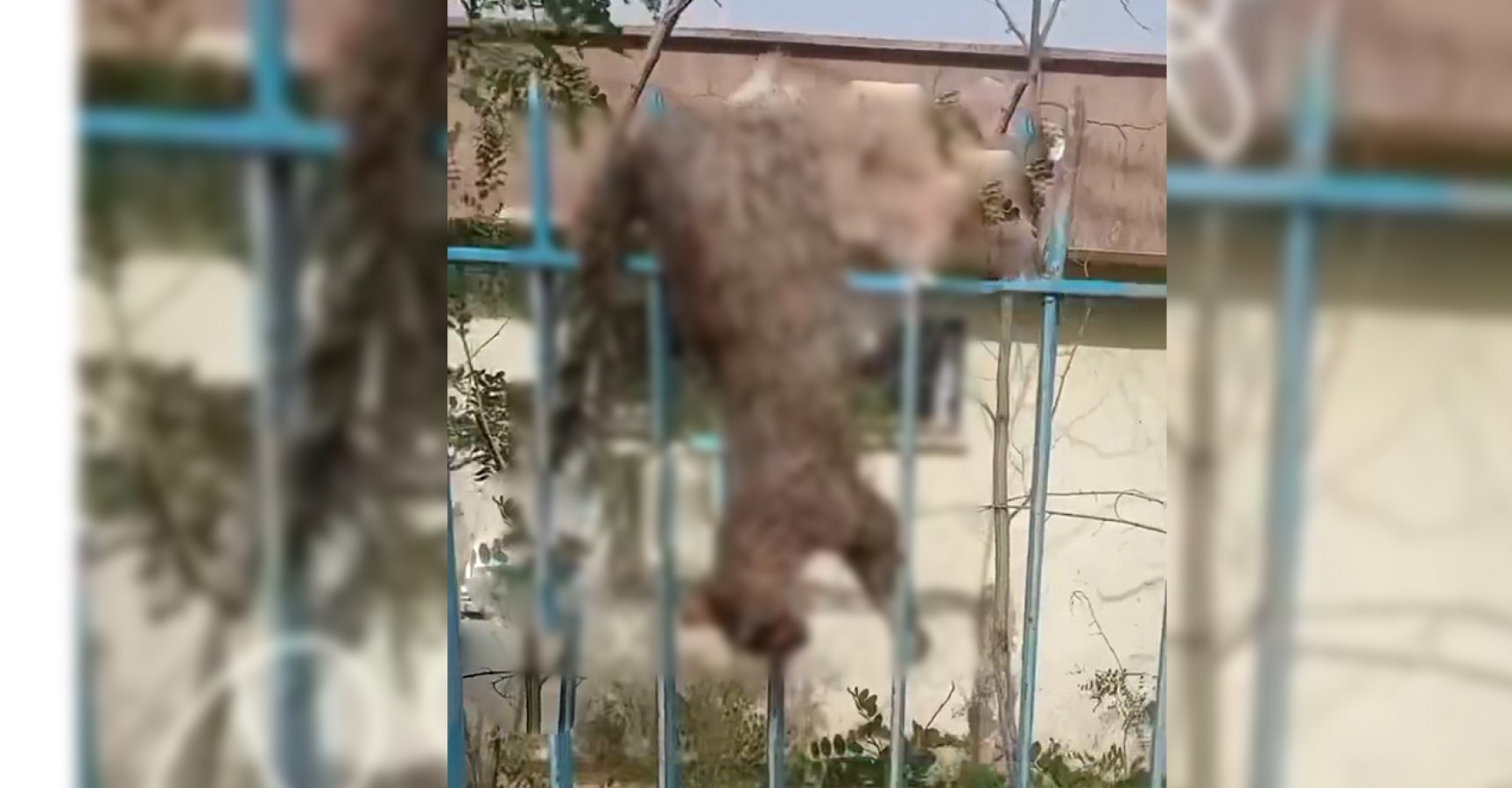 Vahşice öldürülen kediyi demir parmaklıklara astılar!