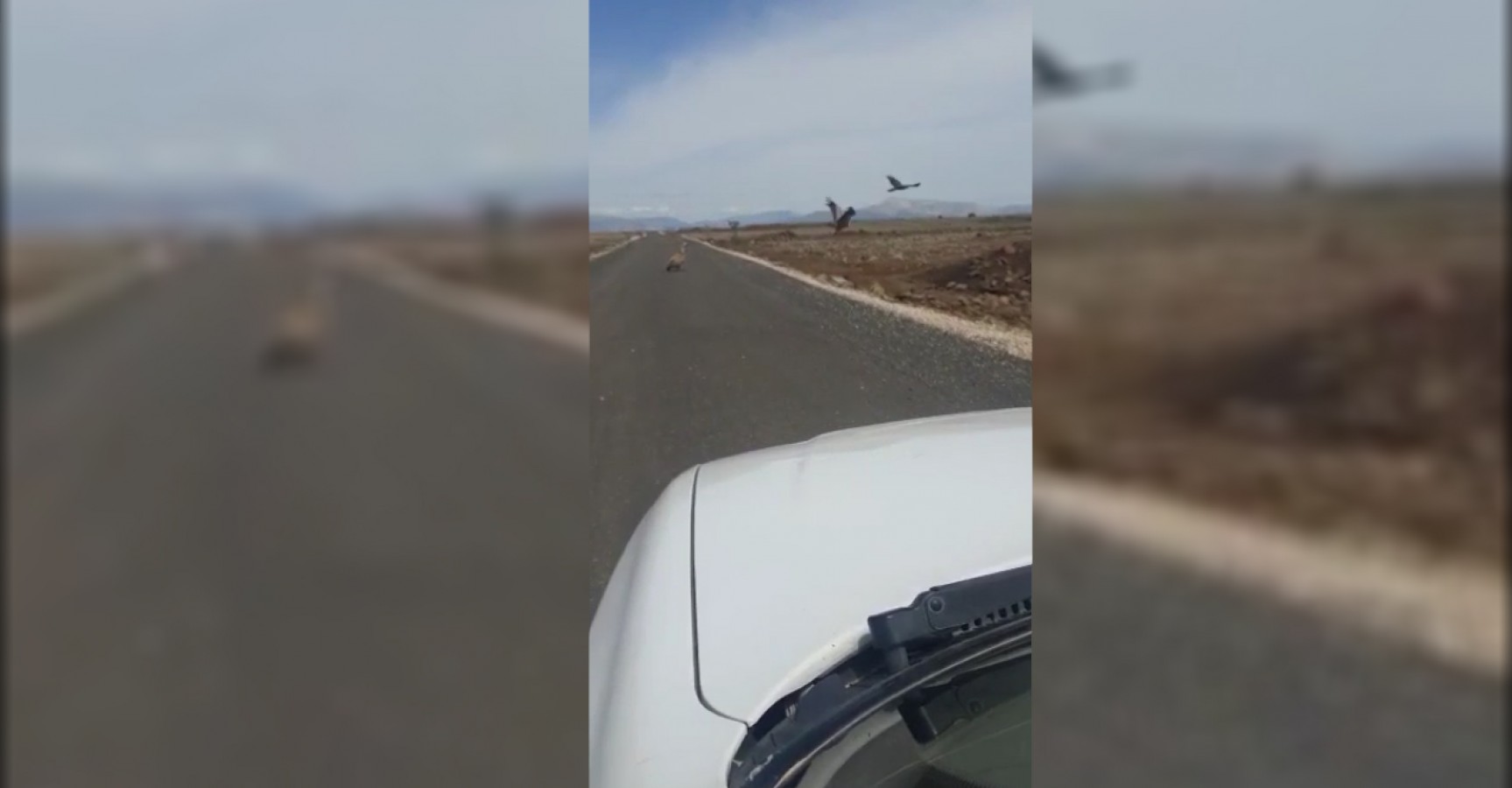 Urfa'da dolu sonrası akbabalara ziyafet!