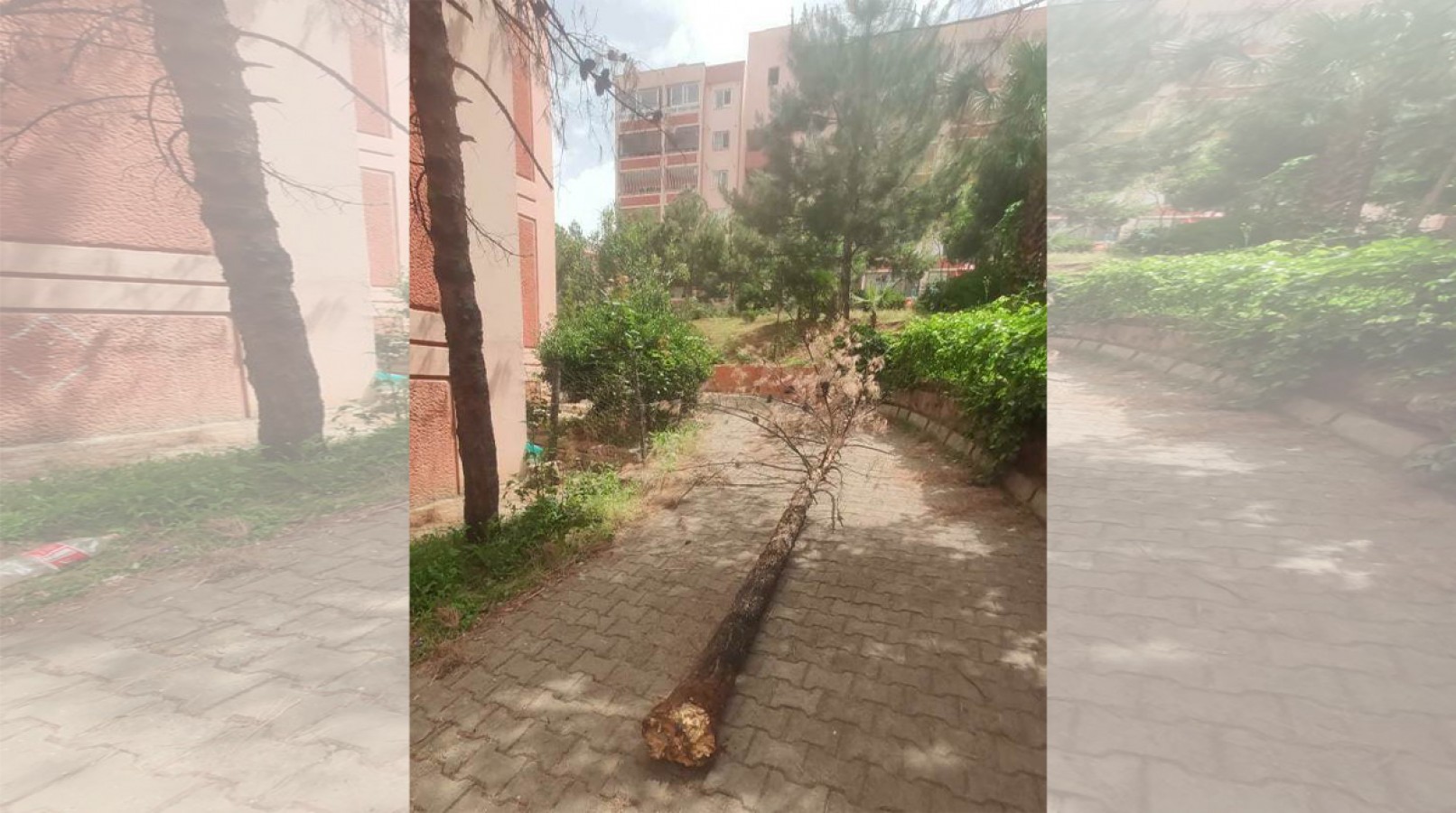 Urfa’da fırtına ağaçları kökünden söktü