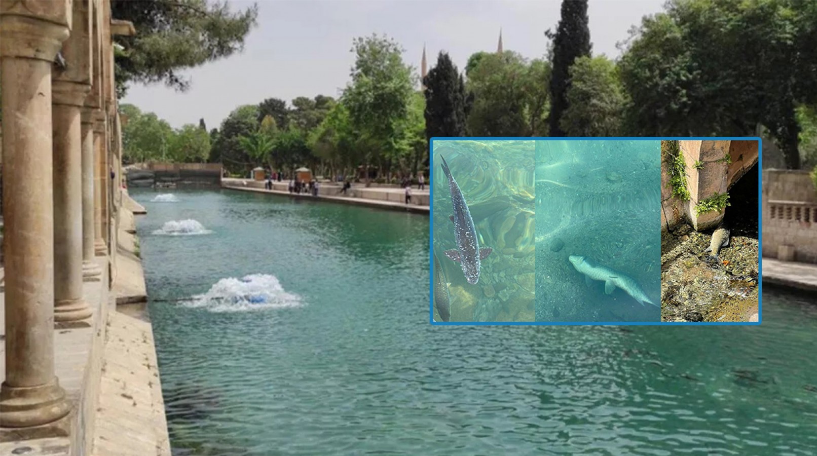 Kent Konseyi’nden Balıklıgöl'deki balık ölümlerine ilişkin açıklama