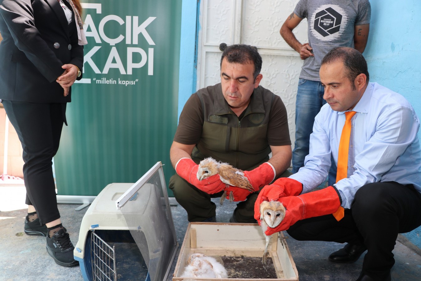 Nesli tükenmek üzere olan peçeli baykuşlar koruma altına alındı