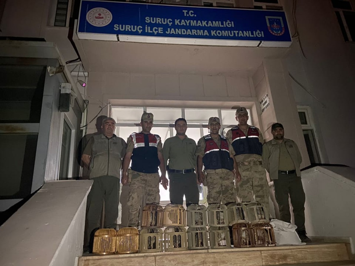 Urfa’da 14 kınalı keklik ele geçirildi