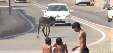 Yol ortasında başıboş gezen eşek sürücülere zor anlar yaşattı!