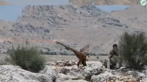 Şanlıurfa’da tedavi edilip doğaya bırakıldı!