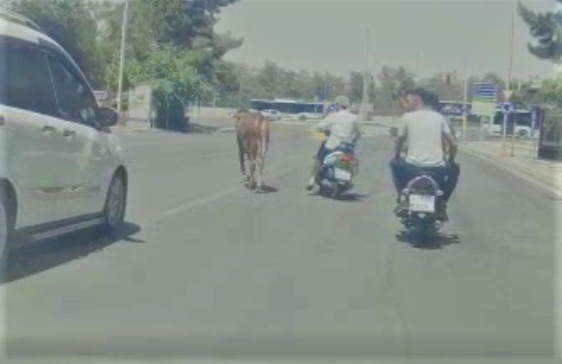 Urfa’da kaçan kurbanlık zor anlar yaşattı!