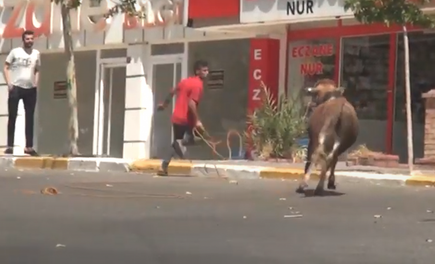 Urfa'da kaçan tosun şehrin altını üstüne getirdi