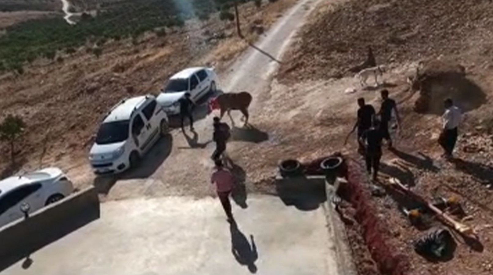 Kurbanlık tosun kaçtı onlar kovaladı
