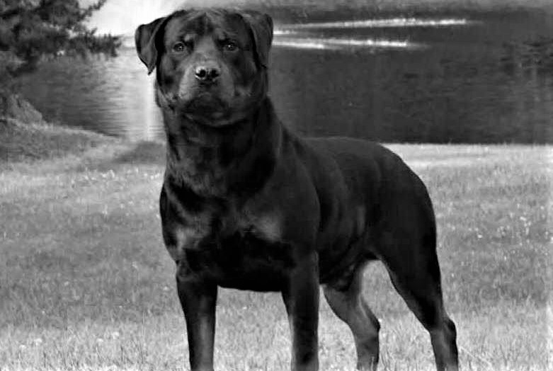 Danıştay'dan tehlikeli köpek ırkı için önemli karar!