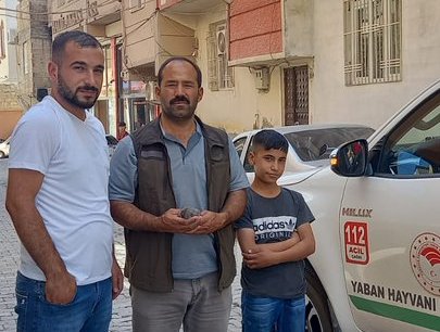 Yavru baykuş tedavi altına alındı