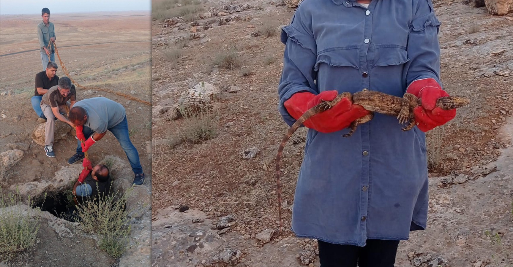 Nesli tükenmek üzere! Urfa'da 'sarnıçta' kurtarma operasyonu