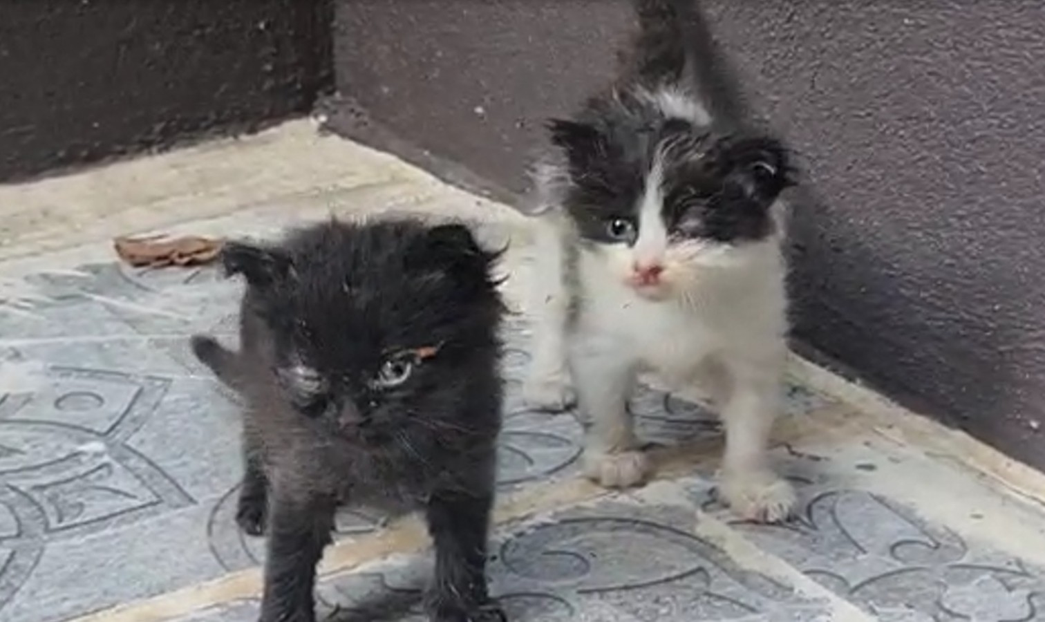 Gözleri iltihaplanan yavru kedilerin imdadına Hayvan Ambulansı ekipleri yetişti!