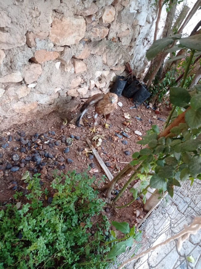 Urfa’da yaralı bulunan kızıl şahin tedaviye alındı