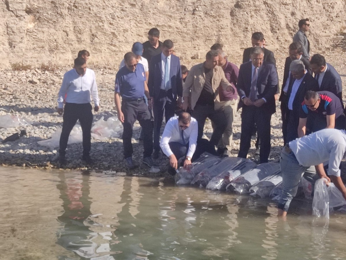 Atatürk Baraj Gölü'ne milyonlarca pullu sazan yavrusu bırakıldı