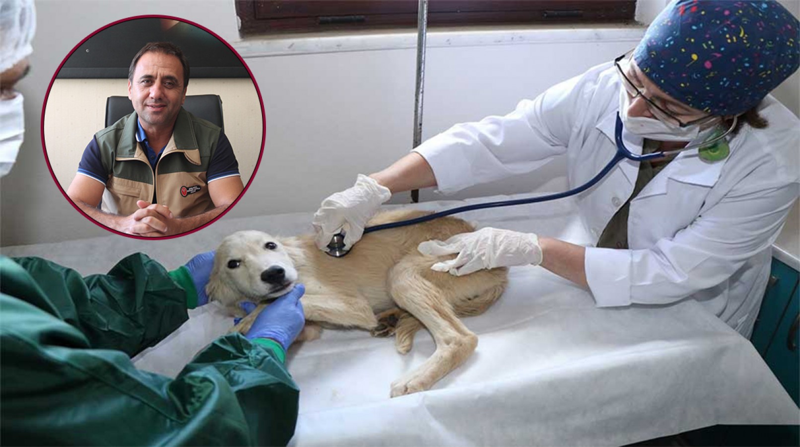 Sahipsiz kazazede hayvanların da tedavi masrafını sigorta karşılasın