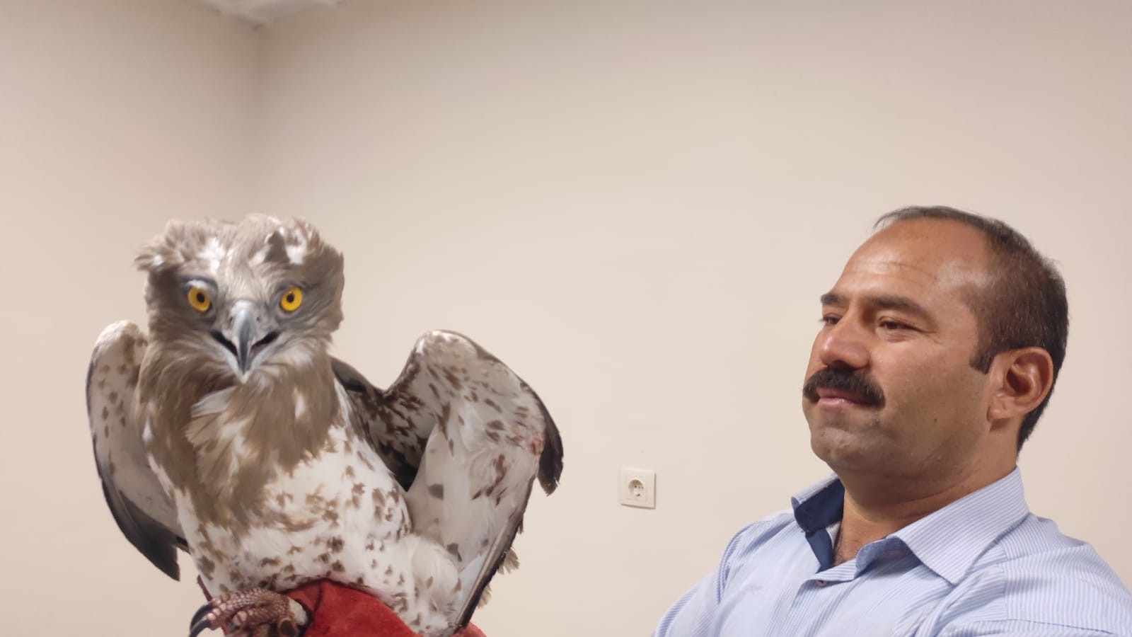 Yaralı yılan kartalı Urfa'da tedavi edilecek