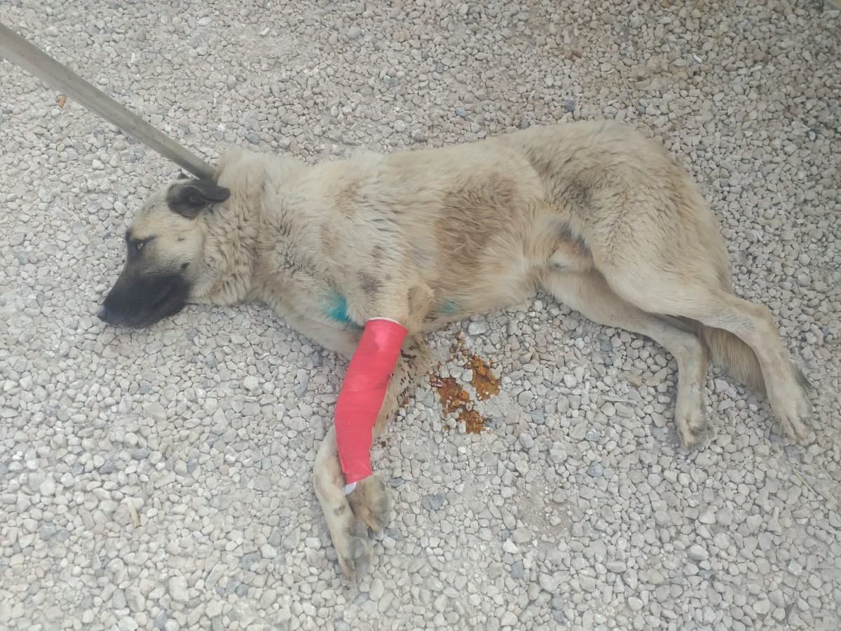Şanlıurfa'da yaralı halde bulunan köpek tedavi altına alındı
