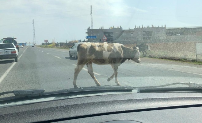 Yola çıkan hayvanlar tehlike saçıyor
