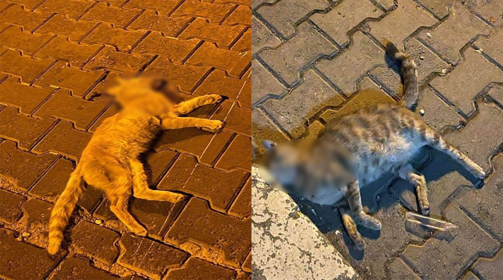 Haliliye’de ölü bulunan 2 kedinin zehirlendiği iddia edildi