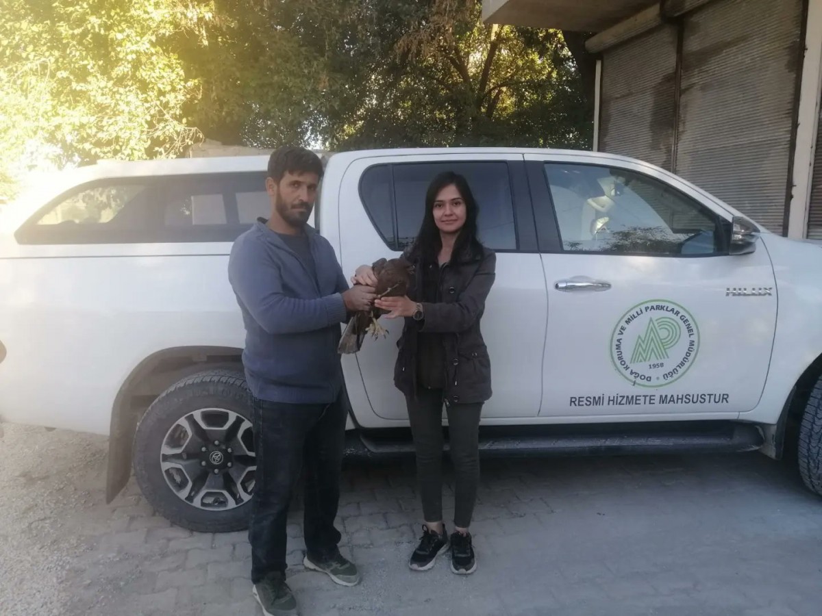 Yaralı kızıl şahin Urfa'da tedavi edilecek