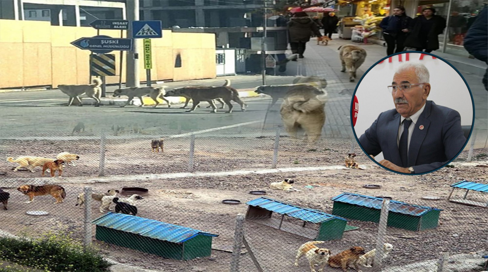 YRP İl Başkanı Yavuz'dan başıboş köpeklerle ilgili barınak çağrısı