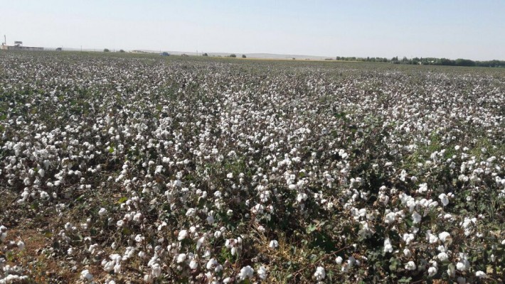 Şanlıurfa pamuk üretiminde ilk sırada