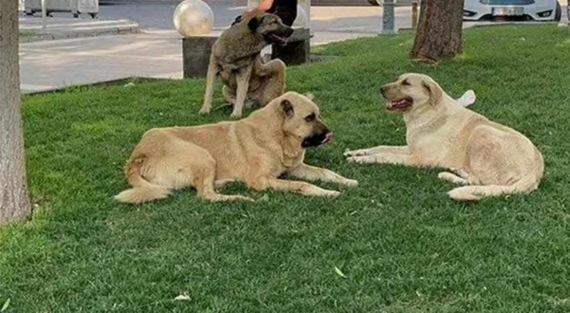 İstanbul'da alınan sokak köpeklerini toplama kararı Urfa için de çıkar mı?