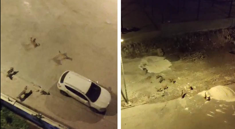Mahalleli başıboş köpeklerin kimseye saldırmadan toplatılmasını istiyor