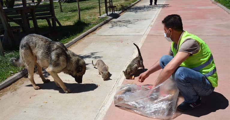Siverek'te sokak hayvanları unutulmadı