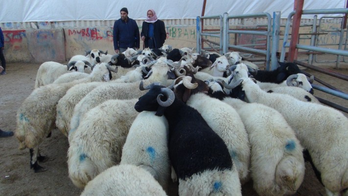Şanlıurfa’da hayvancılıkta büyük artış!