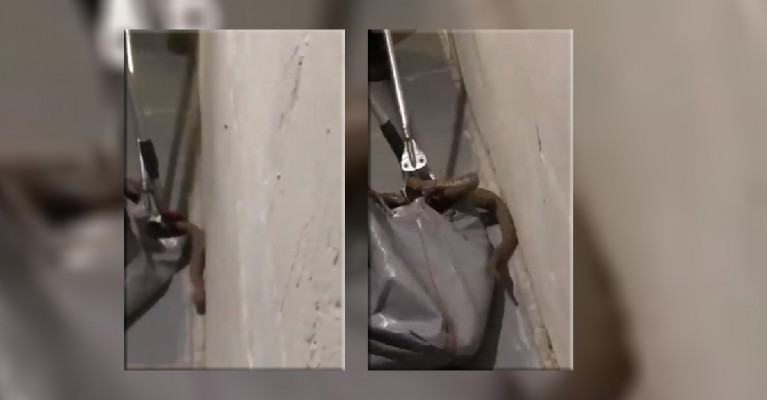 Şanlıurfa'da yılan avı başladı!