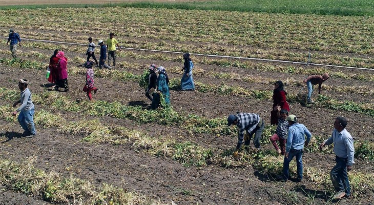 Mevsimlik tarım işçileri için alınması gereken önlemler!