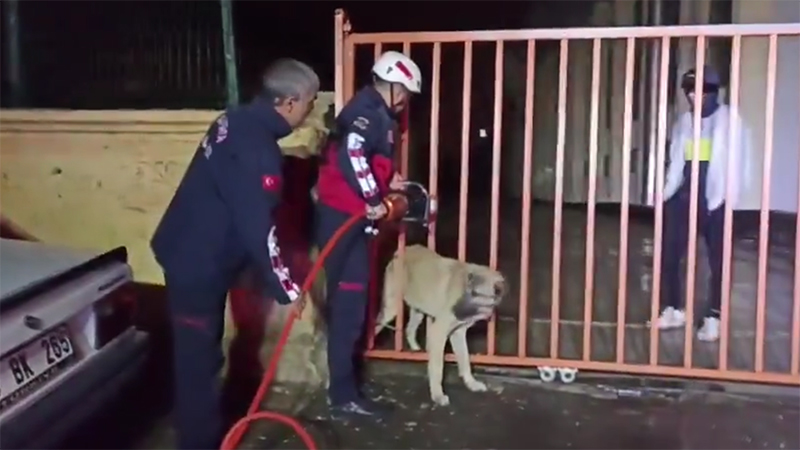 Eyyübiye'de demir parmaklıklara sıkışan köpek kurtarıldı