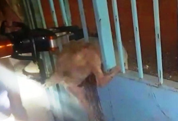 Demir parmaklıklara sıkışan köpek kurtarıldı