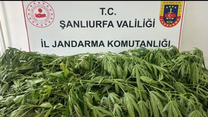Urfa Suruç'ta Operasyon!