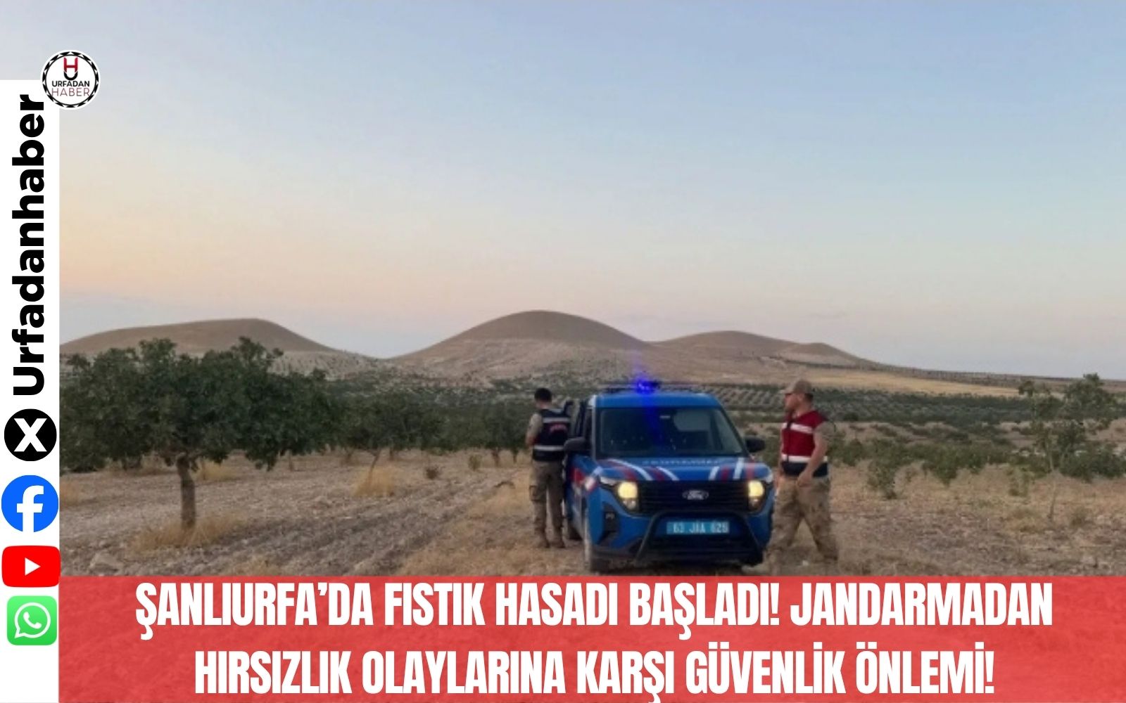 Şanlıurfa’da fıstık hasadı başladı! Jandarmadan hırsızlık olaylarına karşı güvenlik önlemi!