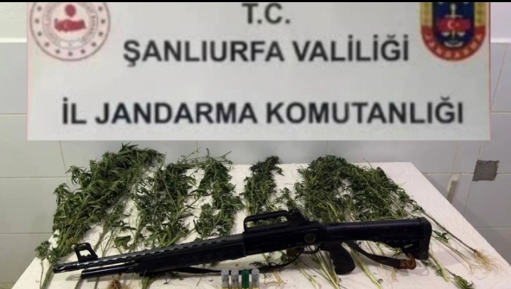 Suruç’ta kenevir ve ruhsatsız tüfek ele geçirildi