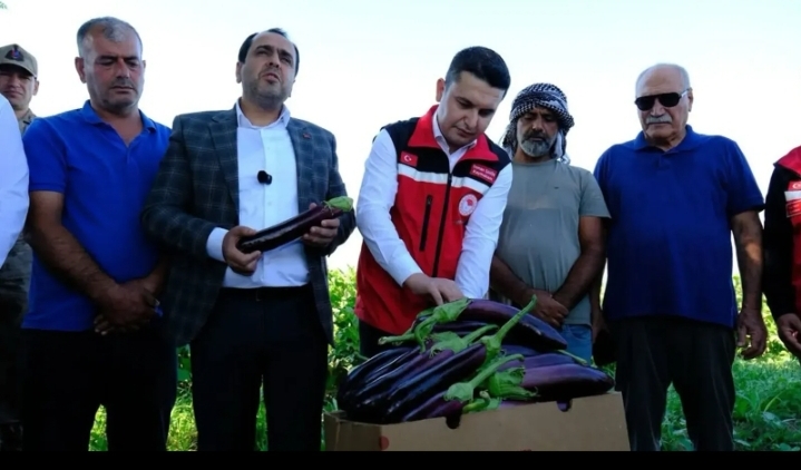 Şanlıurfa’nın coğrafi tescilli ürünü! Sezonun ilk hasadı yapıldı